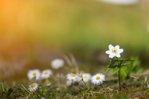 Kwitną Białe Żółte Stokrotki Kwiaty Zielonym Tle — Zdjęcie stockowe