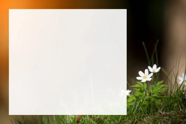 Anêmona Detalhou Flores Brancas Início Primavera Com Fundo Borrado — Fotografia de Stock