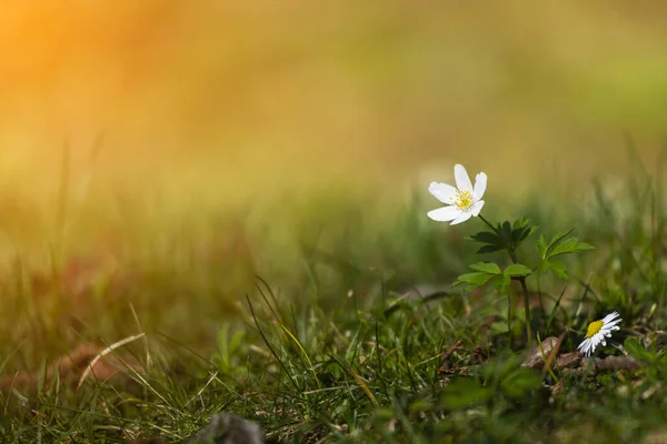 Anemon Szczegółowe Białe Wczesne Wiosenne Kwiaty Zamazanym Tle — Zdjęcie stockowe