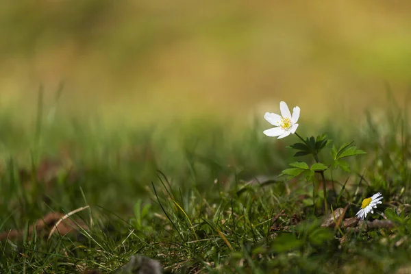 Anemone Detaliate Flori Albe Primăvară Timpurie Fundal Încețoșat — Fotografie, imagine de stoc