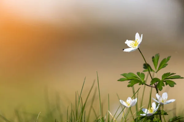 Anémona Detallada Flores Blancas Primavera Temprana Con Fondo Borroso —  Fotos de Stock