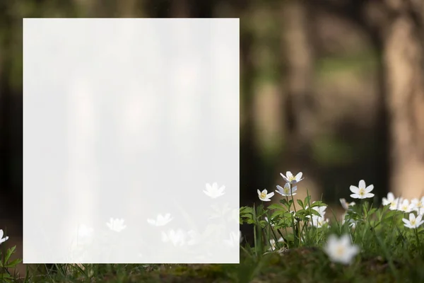 Ανεμώνη Λεπτομερή Λευκά Άνθη Νωρίς Την Άνοιξη Θολή Φόντο — Φωτογραφία Αρχείου