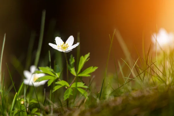 Anemone Detailed White Early Spring Flowers Blurred Background — Stock Photo, Image