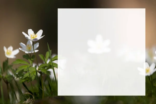 Anemone Detailed White Early Spring Flowers Blurred Background — Stock Photo, Image