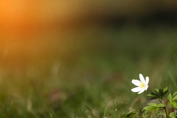 Anemon Szczegółowe Białe Wczesne Wiosenne Kwiaty Zamazanym Tle — Zdjęcie stockowe