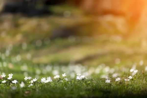 Anémone Fleurs Blanches Détaillées Début Printemps Avec Fond Flou — Photo