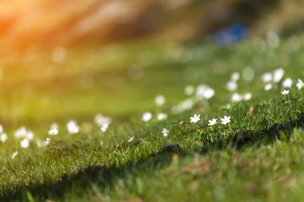 Anemone Dettagliato Bianco All Inizio Della Primavera Fiori Con Sfondo — Foto Stock