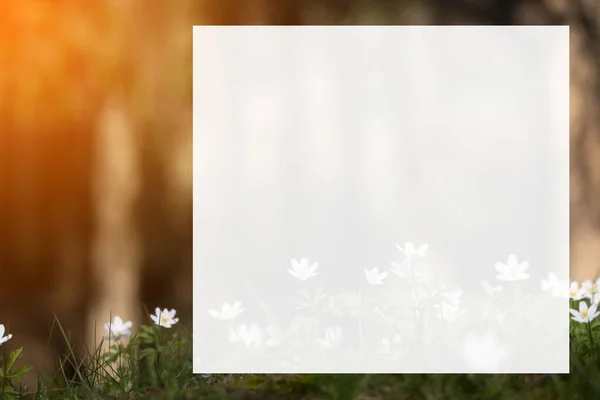 Anémona Detallada Flores Blancas Primavera Temprana Con Fondo Borroso Imagen de stock