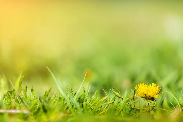 Tarassaco Giallo Erba Verde Sfondo Sfocato — Foto Stock