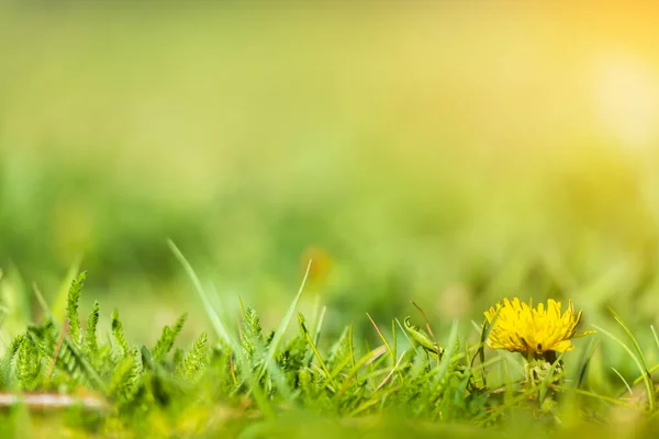 Tarassaco Giallo Erba Verde Sfondo Sfocato — Foto Stock