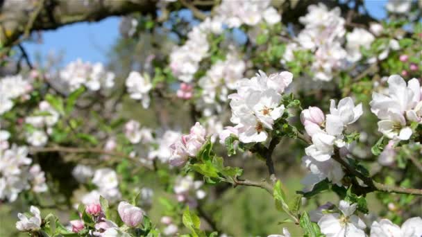 春に緑色の葉でリンゴの花を咲かせ 自然な花の季節の背景 — ストック動画