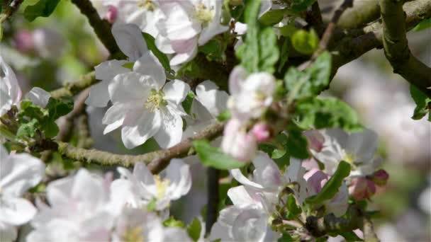 Florecimiento Flores Manzana Primavera Con Hojas Verdes Fondo Natural Floral — Vídeos de Stock