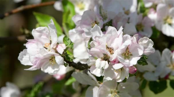 Bloeien Van Appelbloemen Het Voorjaar Met Groene Bladeren Natuurlijke Bloemen — Stockvideo