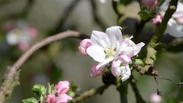 Цветение Яблочных Цветов Весеннее Время Зелеными Листьями Естественный Цветочный Сезонный — стоковое видео