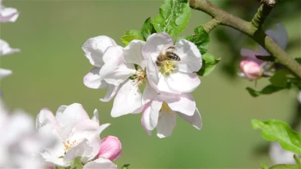 Florecimiento Flores Manzana Primavera Con Hojas Verdes Fondo Natural Floral — Vídeos de Stock