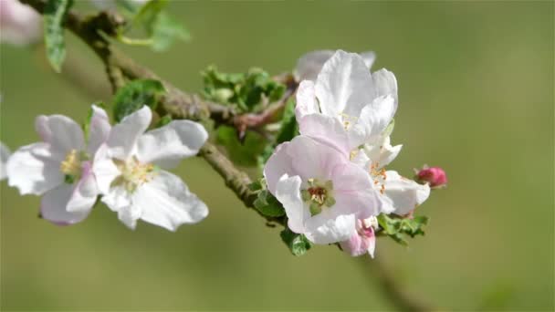 Florecimiento Flores Manzana Primavera Con Hojas Verdes Fondo Natural Floral — Vídeos de Stock