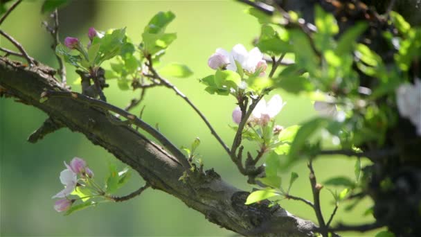 春に緑色の葉でリンゴの花を咲かせ 自然な花の季節の背景 — ストック動画