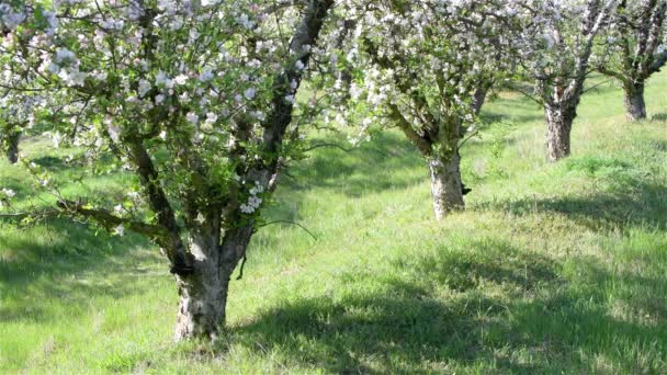 Frühling Apfelbäume Obstgarten Bei Sonnigem Tag — Stockvideo