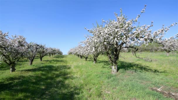 Vårens Äppelodlingsträd Solig Dag — Stockvideo