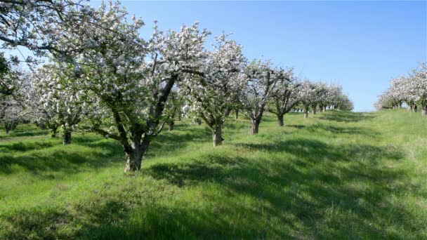 Vårens Äppelodlingsträd Solig Dag — Stockvideo
