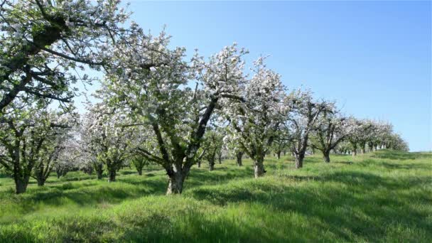 晴れた日の春のリンゴ園の木 — ストック動画