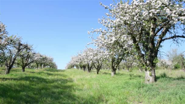 Frühling Apfelbäume Obstgarten Bei Sonnigem Tag — Stockvideo