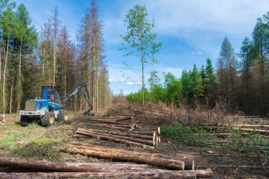 Kabuk böceği istilası ve kuraklıktan sonra orman yeni temizlendi.