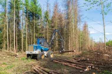 Kabuk böceği istilası ve kuraklıktan sonra orman yeni temizlendi.