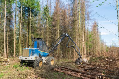 Kabuk böceği istilası ve kuraklıktan sonra orman yeni temizlendi.