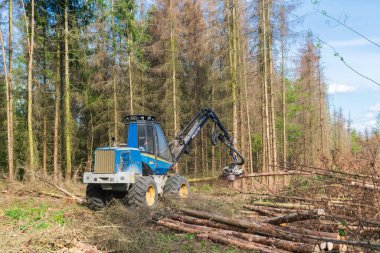 Kabuk böceği istilası ve kuraklıktan sonra orman yeni temizlendi.