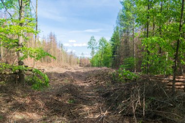 Kabuk böceği istilası ve kuraklıktan sonra orman yeni temizlendi.