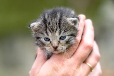 Bahçedeki kadın ellerinde çok küçük bir kedi yavrusu.