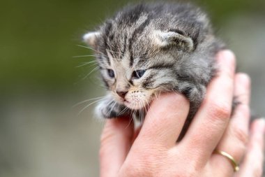 Bahçedeki kadın ellerinde çok küçük bir kedi yavrusu.