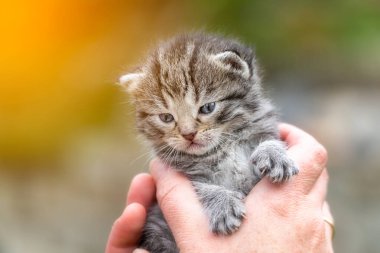 Bahçedeki kadın ellerinde çok küçük bir kedi yavrusu.