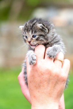 Bahçedeki kadın ellerinde çok küçük bir kedi yavrusu.