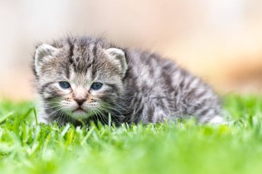 Yeşil çimlerde çok küçük bir kedi yavrusu var.