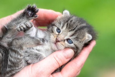 Bahçedeki kadın ellerinde çok küçük bir kedi yavrusu.
