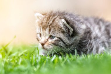 Yeşil çimlerde çok küçük bir kedi yavrusu var.