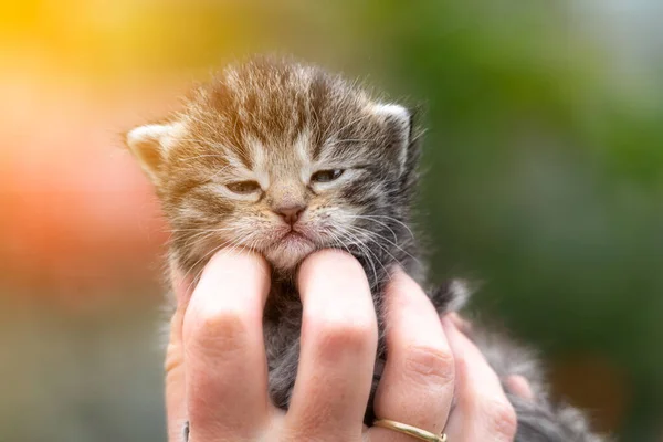 Very Little Kitten Female Hands Garden — Stock Photo, Image