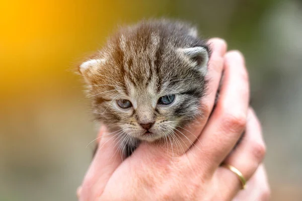 Zeer Weinig Kitten Vrouwelijke Handen Tuin Tijdens — Stockfoto