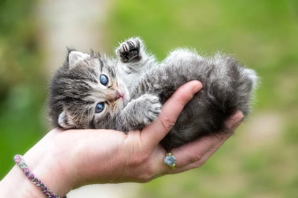 Very Little Kitten Female Hands Garden — Stock Photo, Image