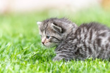 Yeşil çimlerde çok küçük bir kedi yavrusu var.