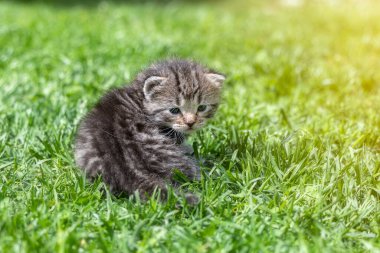 Yeşil çimlerde çok küçük bir kedi yavrusu var.