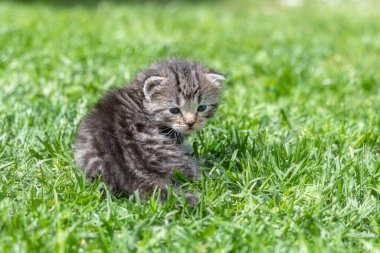 Yeşil çimlerde çok küçük bir kedi yavrusu var.