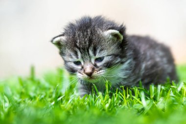 Yeşil çimlerde çok küçük bir kedi yavrusu var.