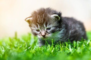 Yeşil çimlerde çok küçük bir kedi yavrusu var.