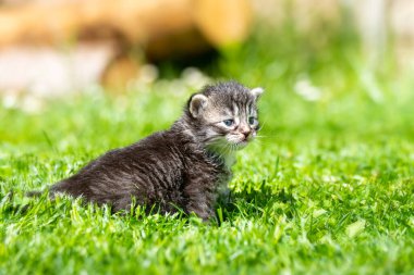 Yeşil çimlerde çok küçük bir kedi yavrusu var.