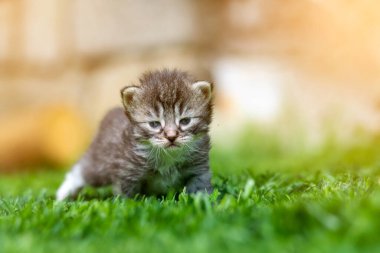Yeşil çimlerde çok küçük bir kedi yavrusu var.
