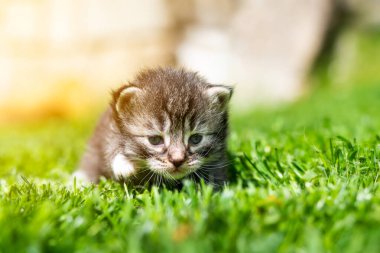 Yeşil çimlerde çok küçük bir kedi yavrusu var.