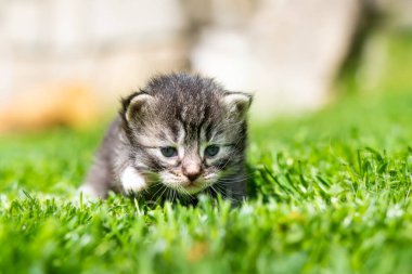 Yeşil çimlerde çok küçük bir kedi yavrusu var.